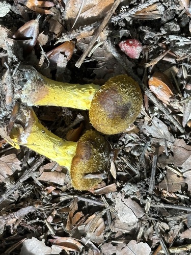 Bulbous Honey Fungus