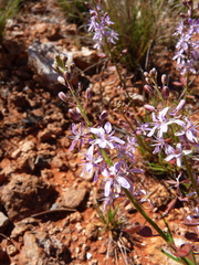 Lepidium phlebopetalum