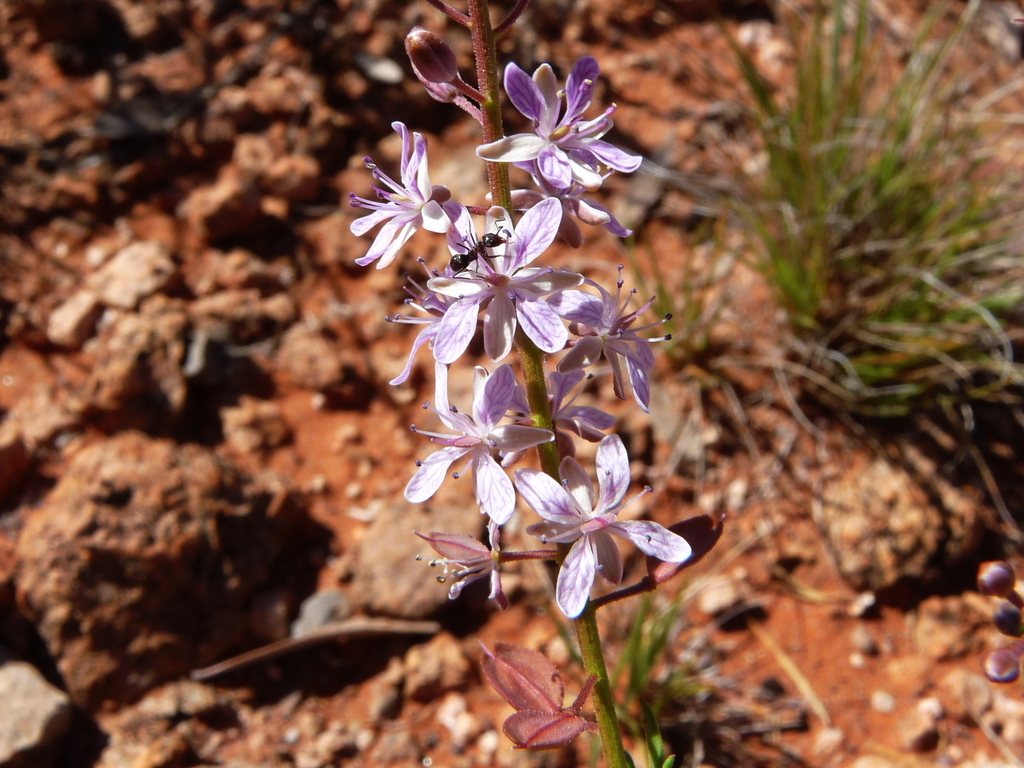 Lepidium phlebopetalum