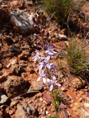 Lepidium phlebopetalum