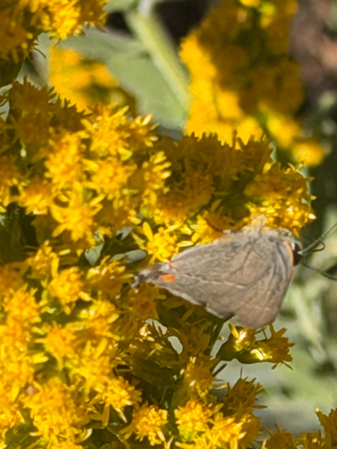 Gray Hairstreak