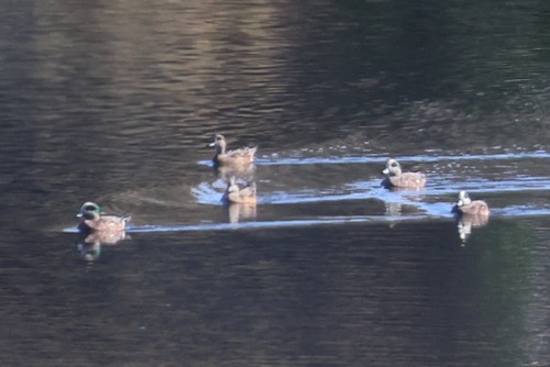 American Wigeon