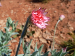Rhodanthe