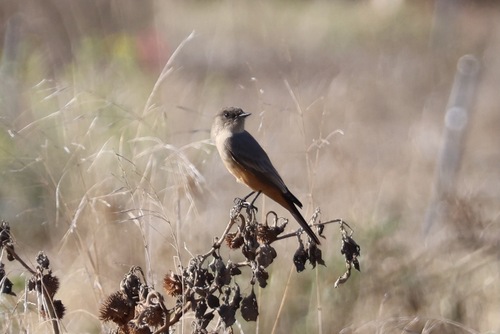 Say's Phoebe