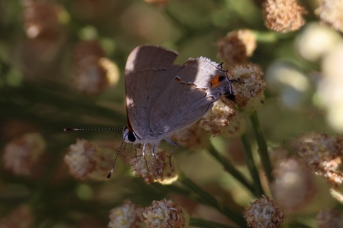Gray Hairstreak