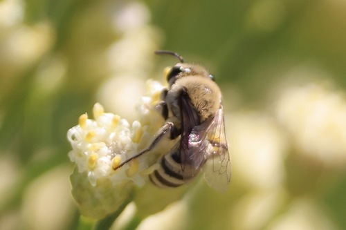 Tansy Mustard Sweat Bee