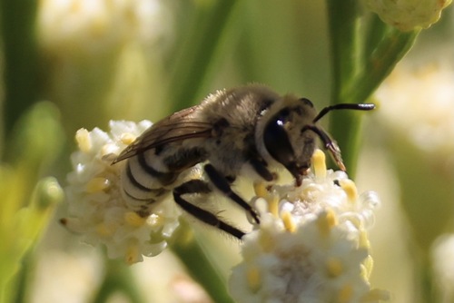 Tansy Mustard Sweat Bee
