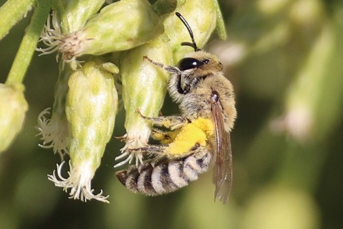 Tansy Mustard Sweat Bee