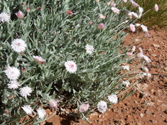 Rhodanthe