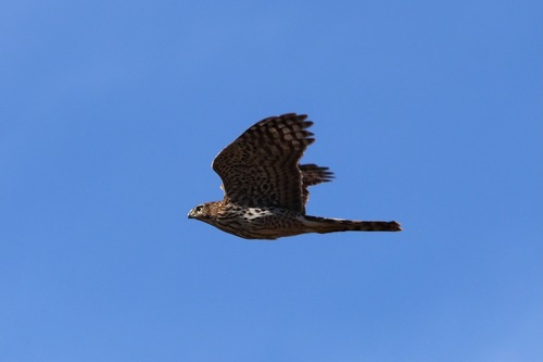 Cooper's Hawk