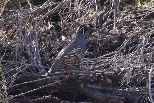 California Quail