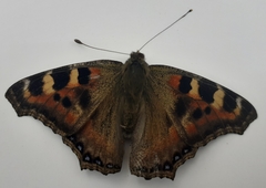 Aglais caschmirensis