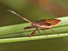 Pachygronthidae