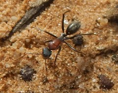 Camponotus ephippium
