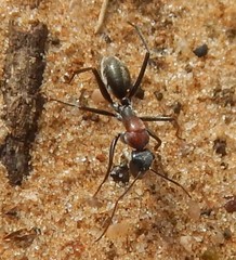 Camponotus ephippium