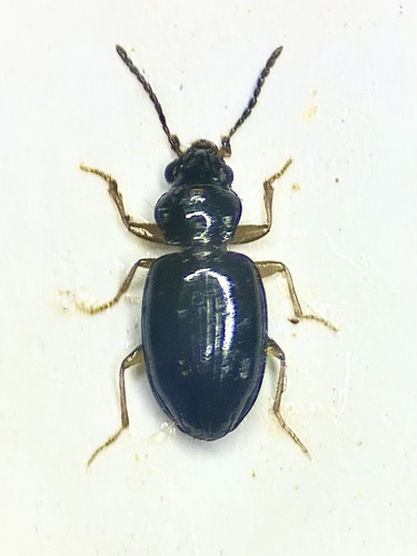 Elaphropus haemorrhoidalis