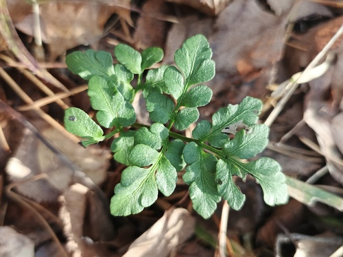 Rutaceae observed 2026-10-16