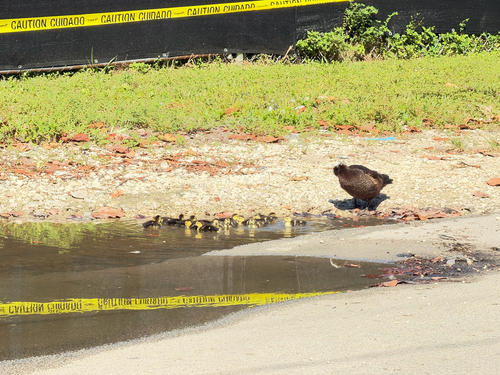 Domestic Muscovy Duck