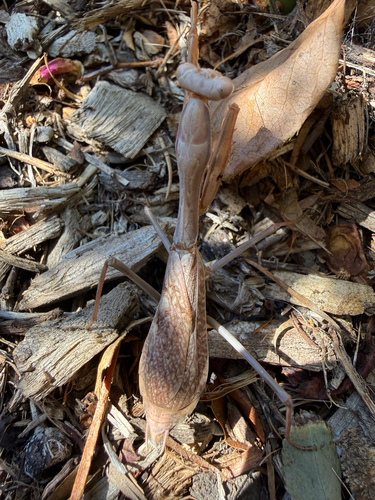 Arizona Mantis