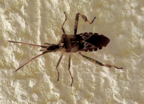 Western Conifer Seed Bug