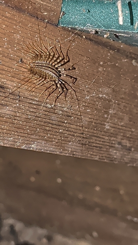 House Centipede