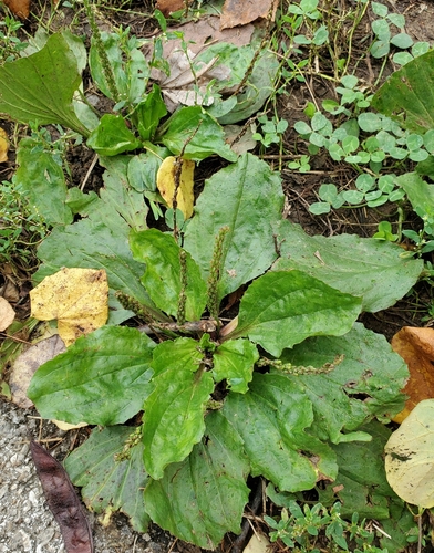 American plantain