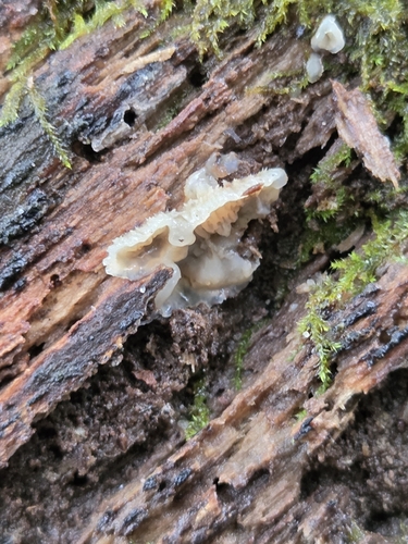 Trembling Crust