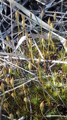 Polytrichum piliferum