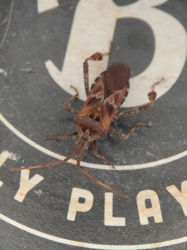Western Conifer Seed Bug