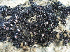 Brachidontes rostratus