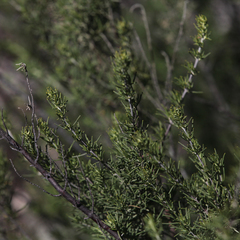 Prostanthera teretifolia