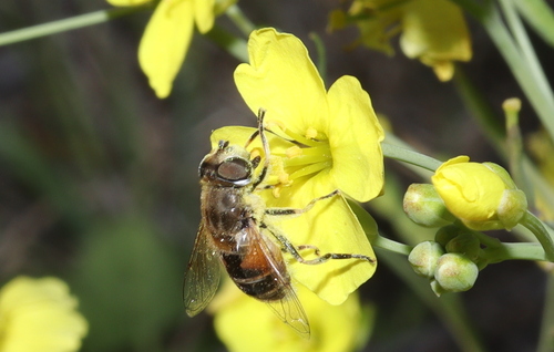 Eurasian Drone Fly