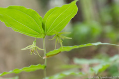 Prosartes lanuginosa