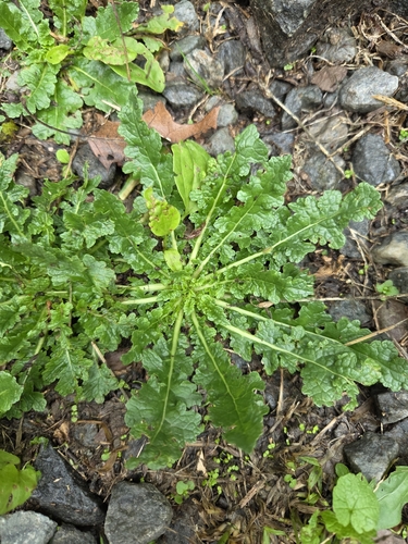 moth mullein