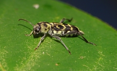 Xylotrechus