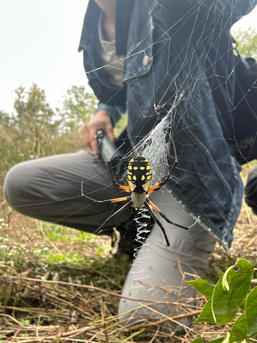 Yellow Garden Spider