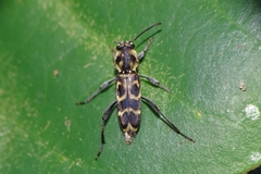 Xylotrechus