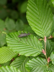 Oxymirus cursor