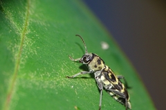 Xylotrechus