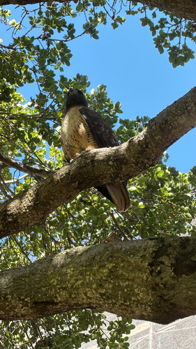 Red-tailed Hawk