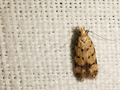 Pseudotelphusa occidentella