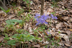 Phlox divaricata divaricata