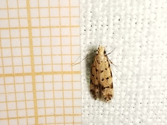 Pseudotelphusa occidentella