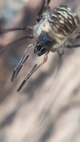 Nemastoma observed 2026-10-16