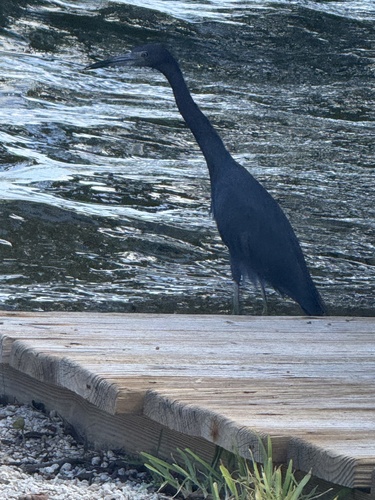 Little Blue Heron
