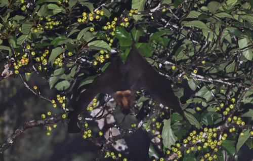 Pteropus vampyrus observed 2026-10-02