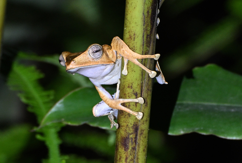 Polypedates otilophus, 2026-10-02