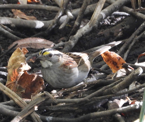 White-throated Sparrow
