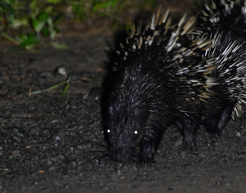 Hystrix brachyura observed 2026-10-02