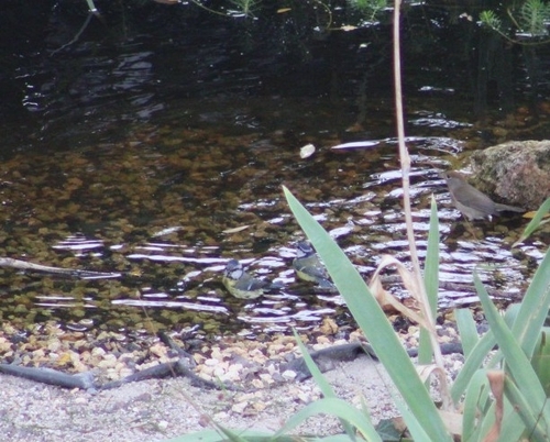 Eurasian Blue Tit